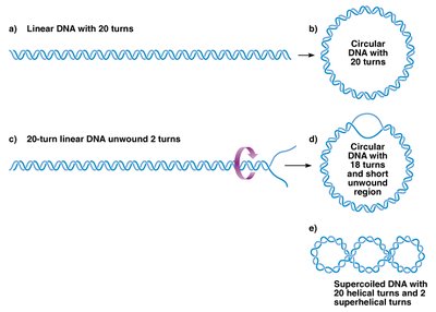 Diagram showing the process of DNA supercoiling
