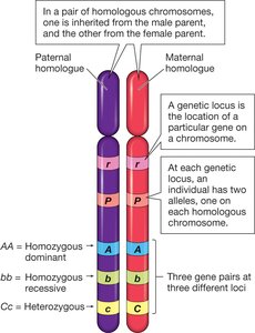 Genetic terminology