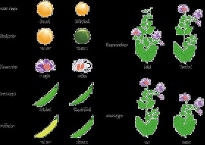 Mendel's observed phenotypic variation in pea plants