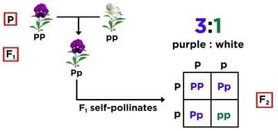 Monohybrid cross and Punnett square