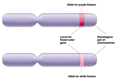 Homologous chromosomes with alleles