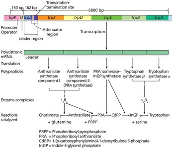 Tryptophan (trp) Operon Structure