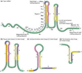 trpL Attenuator Region mRNA Transcript