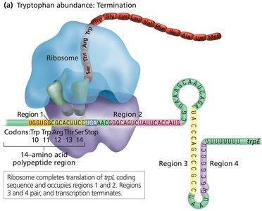 trpL mRNA Stem Loop Structures