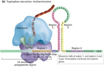 trpL mRNA Stem Loop: Termination