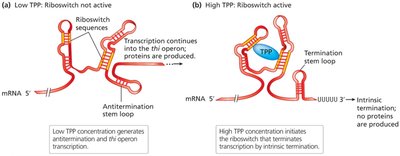 trpL mRNA Stem Loop: Antitermination