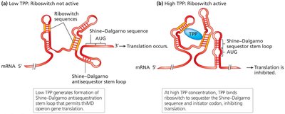 Transcriptional Regulation by a Riboswitch Mechanism