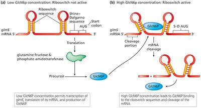 Riboswitch Mechanism Regulating Translation of mRNA