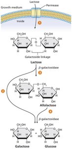 Lactose Metabolism