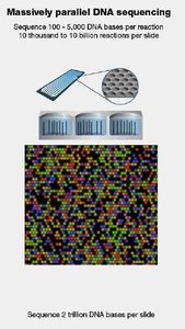 Massively parallel DNA sequencing