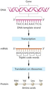 Diagram of transitions and transversions in DNA