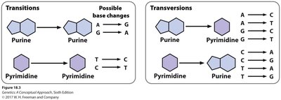 DNA mutation and repair illustration