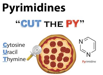 Mnemonic for pyrimidines: CUT the PY