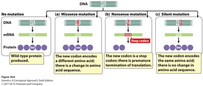 Diagram of DNA to mRNA to protein