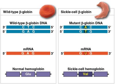 Diagram of missense, nonsense, and silent mutations