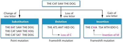 Diagram showing point mutation vs. frameshift mutation