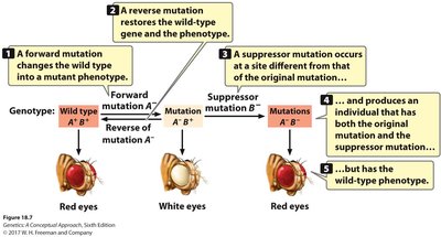 Text example of substitution, deletion, and insertion mutations