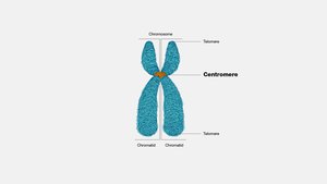 Chromosome structure with centromere and telomeres