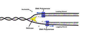DNA replication fork with helicase and DNA polymerase