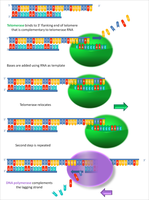 Telomerase mechanism: extension of telomeres