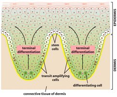 Stem cells and terminal differentiation in tissue