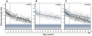 Graph of telomere length versus age in lymphocytes and granulocytes