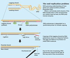 Diagram of the end-replication problem