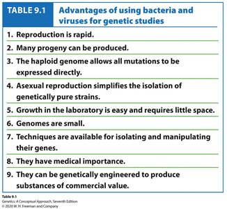 Advantages of using bacteria and viruses for genetic studies