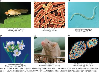 Advantages of using bacteria and viruses for genetic studies