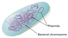 Bacterial chromosome and plasmids