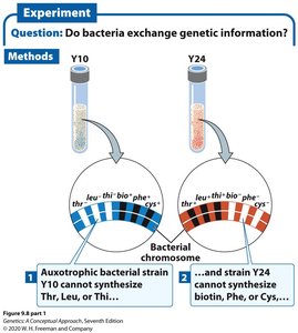 Experiment: Do bacteria exchange genetic information?