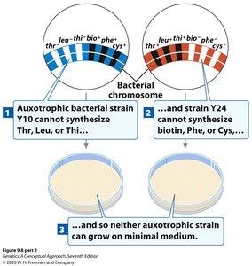 Auxotrophic strains cannot grow on minimal medium