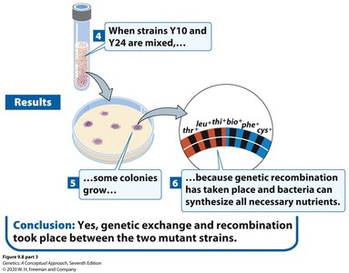 Genetic recombination restores prototrophy