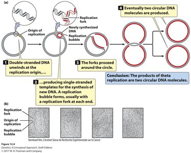 Rolling-circle replication