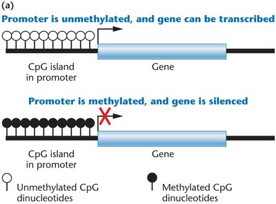 CpG island methylation and gene expression