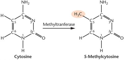 Cytosine to 5-methylcytosine conversion