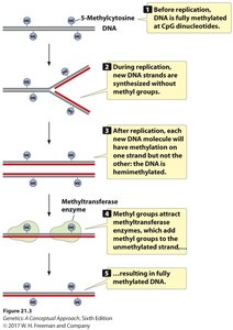 Maintenance of DNA methylation after replication