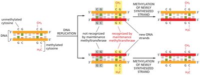 DNA methylation maintenance mechanism