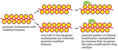 Inheritance of histone modifications