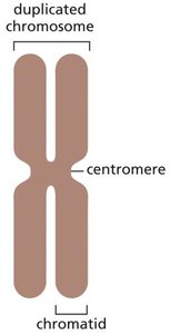Functions of lncRNAs in gene regulation
