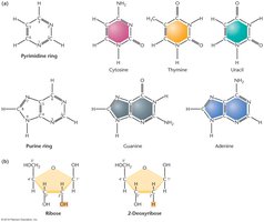 Nitrogenous bases: purines and pyrimidines