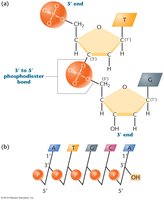 Phosphodiester bond formation in DNA