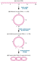 Diagram of DNA supercoiling