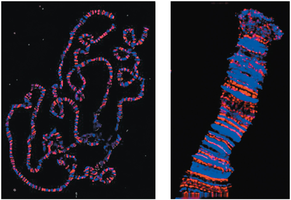 Polytene chromosomes with banding patterns