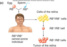 Retinoblastoma inheritance and tumor formation