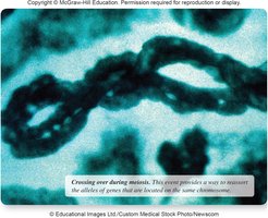 Crossing over during meiosis