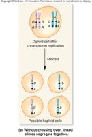Linked alleles segregate together without crossing over