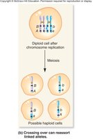 Crossing over can reassort linked alleles