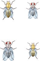 Drosophila phenotypes used in Morgan's experiments