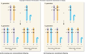 Inheritance of X-linked genes with and without crossing over